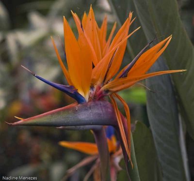 Bird Of Paradise