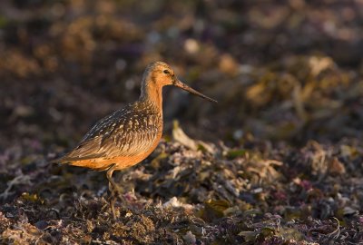 Bar-tailed godwit (limosa lapponica)
