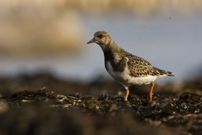 ruddy turnstone ( Arenaria interpres)