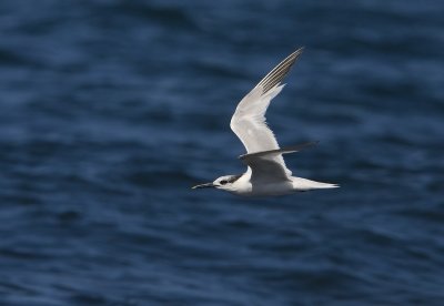 Sandwich tern (Sterna sandvicensis)