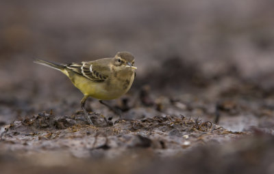 Yellow wagtail (Motacilla flava)