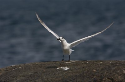 Sandwich tern (Sterna sandvicensis)