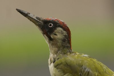 Green woodpecker (Picus viridis)