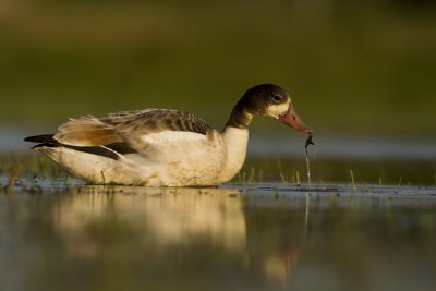 Common shelduck (Tadorna tadorna)