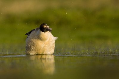 Common shelduck (Tadorna tadorna)