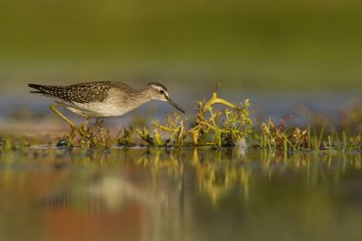 Wood sandpiper (Tringa glareola)