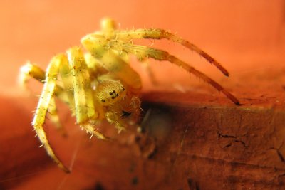 Spider sp.
