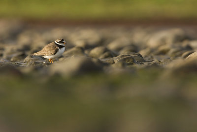 Ringed plover ( Charadrius hiaticula)