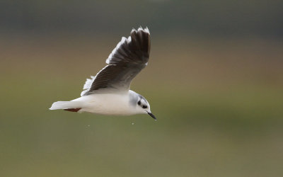 Little gull (Larus minutus)