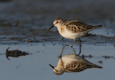 Little stint (Calidris minuta)