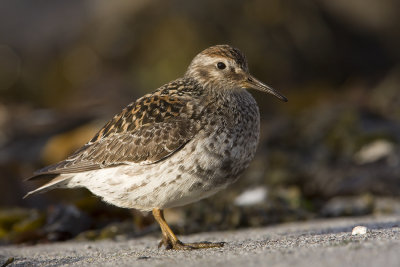 Purple sandpiper (Calidris maritima)