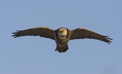 Hawk Owl (Surnia ulula)