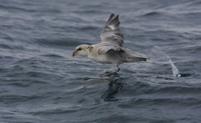 Fulmar (Fulmarus glacialis)