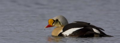 King eider (Somateria spectabilis)