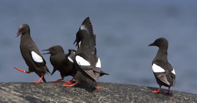 Black Guillemot (cepphus grylle)