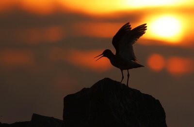 Redshank (Tringa totanus)