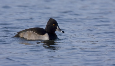 Ring necked duck (Athya collaris)