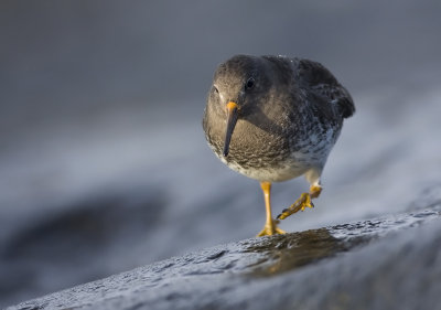 Purple sandpiper (Calidris maritima)