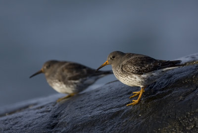 Purple sandpiper (Calidris maritima)