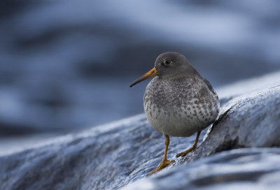 Purple sandpiper (Calidris maritima)