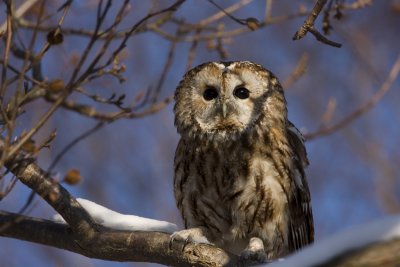 Tawny owl (Strix aluco)