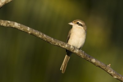 Brown shrike