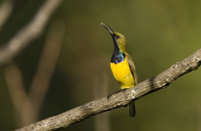 Olive backed sunbird