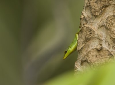 Lizzard