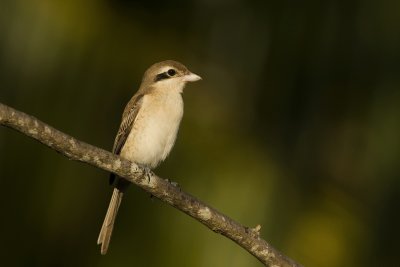 Brown shrike