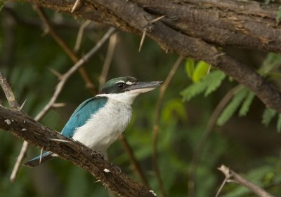 Collared kingfisher