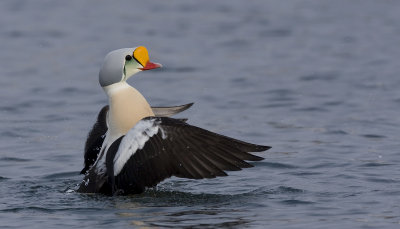 King eider ( Somateria spectabilis)