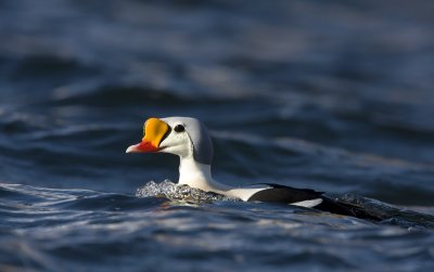 King eider ( Somateria spectabilis)