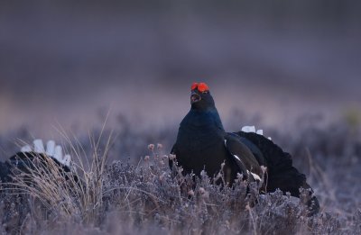Black Grouse (Tetrao tetrix)