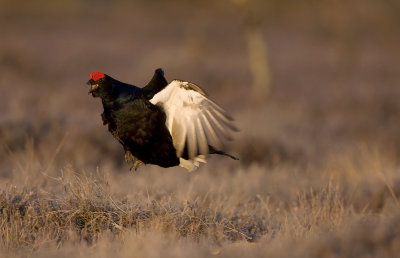 Black Grouse (Tetrao tetrix)