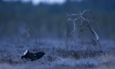 Black Grouse (Tetrao tetrix)