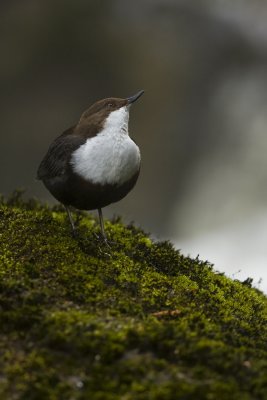 Dipper (Cinclus cinclus)