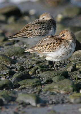 Dunlins (Calidris alpina)