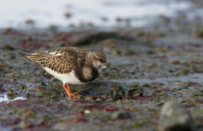 Turnstone (Arenaria interpres) Juvenile