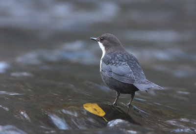 Dipper (Cinclus cinclus)