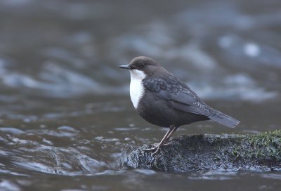 Dipper (Cinclus cinclus)