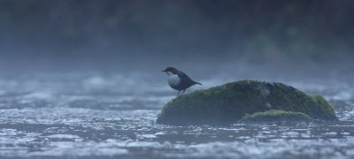 Dipper (Cinclus cinclus)