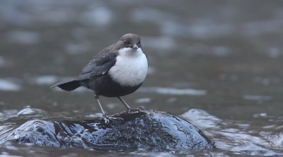 Dipper (Cinclus cinclus)