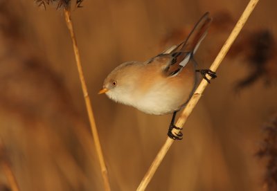 Bearded tit (Panurus biarmicus)