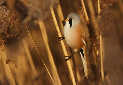 Bearded tit (Panurus biarmicus)