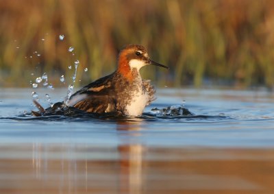 Red necked phalarope ( phalaropus lobatus)