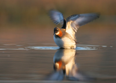 Red necked phalarope ( phalaropus lobatus)