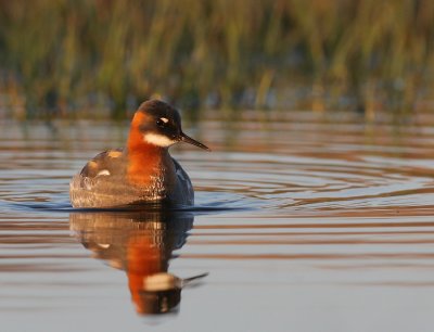 Red necked phalarope ( phalaropus lobatus)