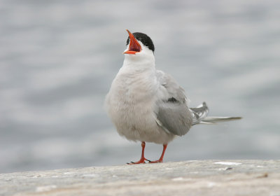 Common Tern (Sterna hirundo)