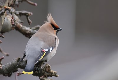 Waxwing (bombycilla garrulus)