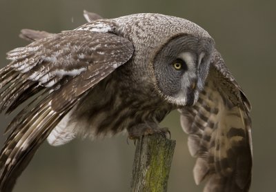 Great Grey Owl (Strix nebulosa)